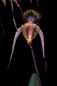 Paphiopedilum Johanna Burkhardt Huntington's Majesty FCC/AOS 90 pts. - flower